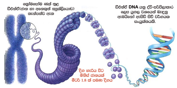 අපේ ජාන වලින් ක්‍රියාකාරී 8.2%ක්&nbsp;පමණයි!.