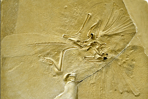 පක්ෂීන් පැවැතෙන්නේ ඩයිනසෝරයන්ගෙන් බව තහවුරු කළ&nbsp;හැටි.