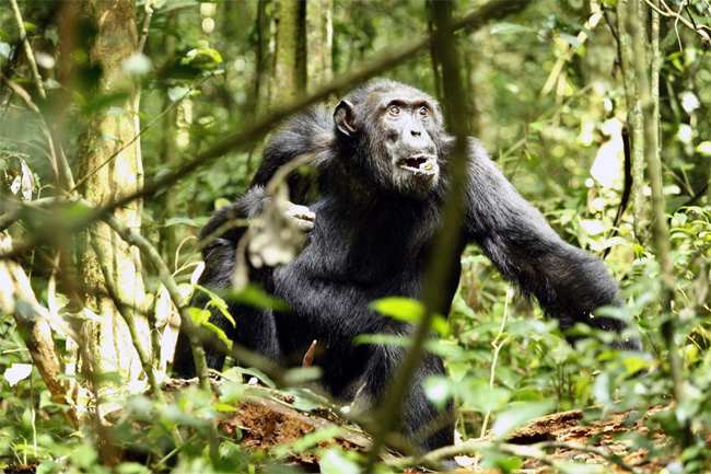 මිනිසුන් හැරෙන විට තම වර්ගයා මරණ එකම සත්තු&nbsp;චිම්පන්සි