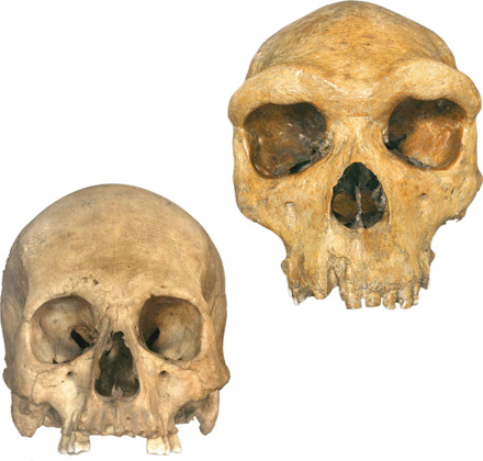 මිනිසා හීලෑ කළ සතෙක්&nbsp;ද?