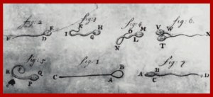 ලීයුවැන්හුක් සිය අන්වීක්ෂයෙන් දැක බලා ඇඳි ශුක්රාණු විත්රයක්