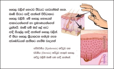 biology-bits-cell-parts-slide-01