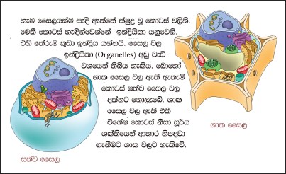 biology-bits-cell-parts-slide-02