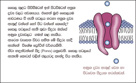 biology-bits-cell-parts-slide-04