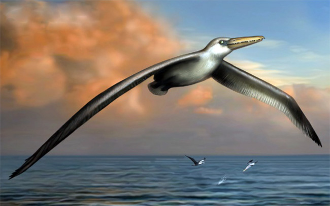 අහස් යානයක් තරම්&nbsp;කුරුල්ලෙක්