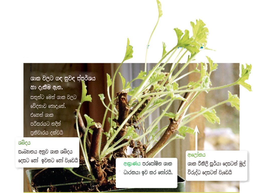 ගහකොල වලට වේදනාව&nbsp;දැනෙනවාද?