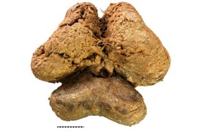 මැමත්ගේ මොළය