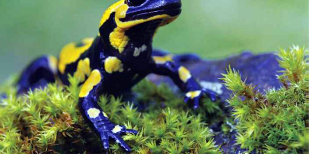 තුවාල කඩිනමෙන් සුවකරගැනීමට හිකනල්&nbsp;පිහිට