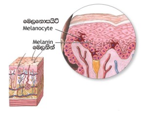 Melanocite and Melanin