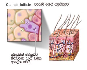 old hair follicle