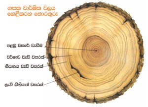 tree rings