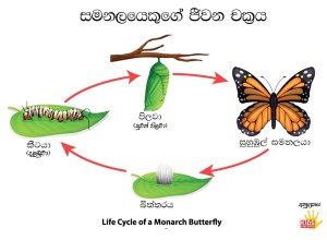 Butterfly Life Cycle