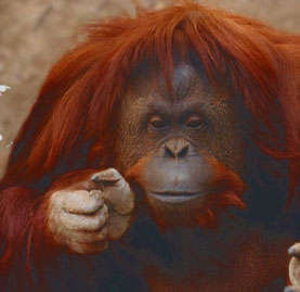 ආජන්ටිනාවේ අධිකරණයක් ඔරං උටං සතෙකුට මානව (සමාන) අයිතිවාසිකම්&nbsp;පිරිනමයි