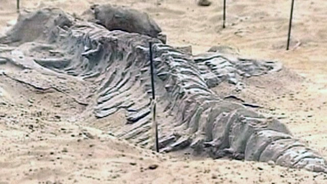 පාෂාණීභූත ශේෂ හෙවත් ෆොසිල (fossil) හැදෙන්නේ&nbsp;කෙසේද?