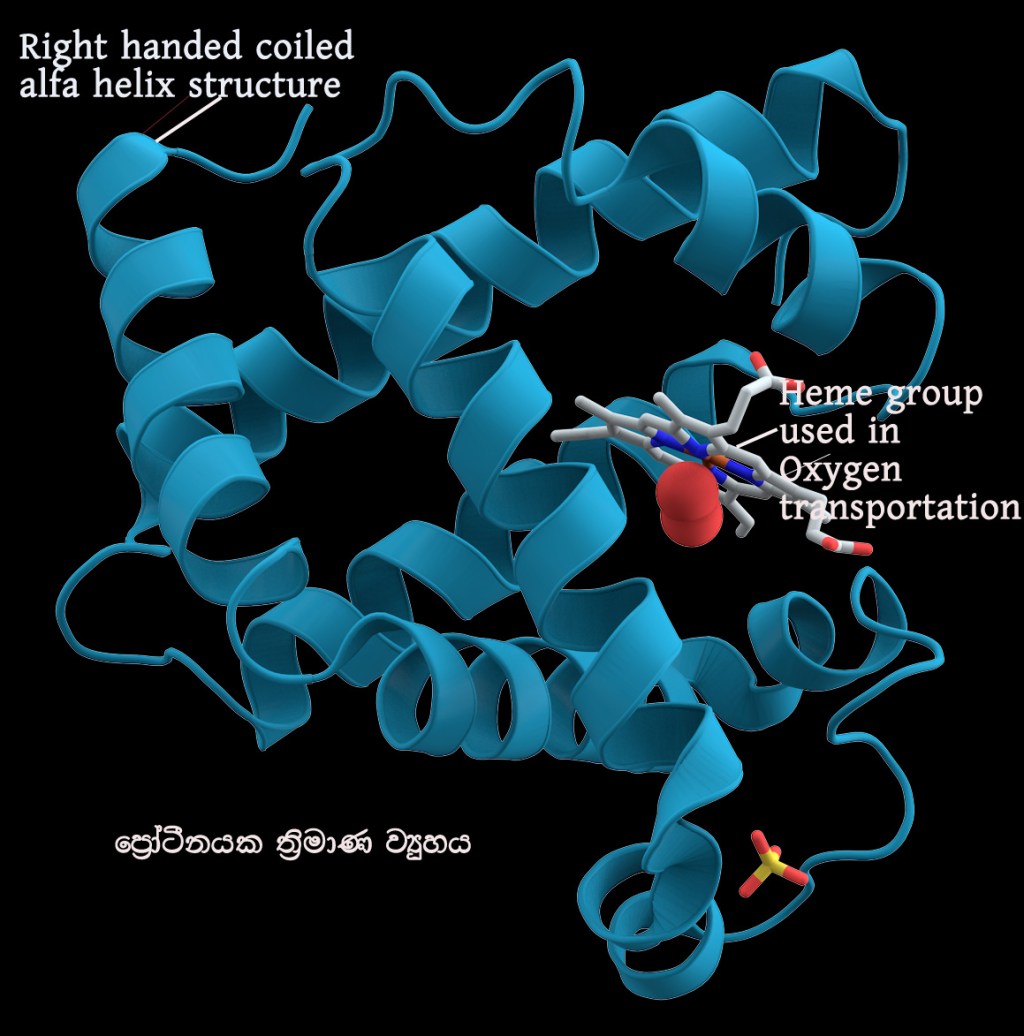 ප්‍රෝටීනයක හැඩය