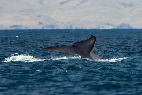 Blue Whale Balaenoptera musculus 29 July 2010 - It is somewhat rare to see the tail fluke of a Blue Whale upon diving.  Whale Watching on the Dos Osos Sub Sea Tours 34Õ boat http://www.subseatours.com/  805-772-WIND, 29 July 2010, Morro Bay, CA.  Blog: http://whalewatchingsst.blogspot.com/2010/07/rouvaishyanas-log.html Crew: Owner & Captain Kevin Winfield; first-mate Ryan.  We saw about four Blue Whales and Dozens of Humpbacks, some very close to the boat.   Photo by ÒMikeÓ Michael L. Baird, mike {at] mikebaird d o t com, flickr.bairdphotos.com, Canon 1D Mark III, Canon 300mm f/2.8 with with Canon EF 1.4X II Extender Telephoto Accessory, Circular Polarizer, handheld, RAW.   To use this photo, see access, attribution, and commenting recommendations at http://www.flickr.com/people/mikebaird/#credit - Please add comments/notes/tags to add to or correct information, identification, etc.  Please, no comments or invites with badges, images, multiple invites, award levels, flashing icons, or award/post rules.   Critique invited. Keywords: subseatours,morro bay,whale,whales,whale watching,ocean, whale, 29july2010, Blue Whale,Balaenoptera musculus