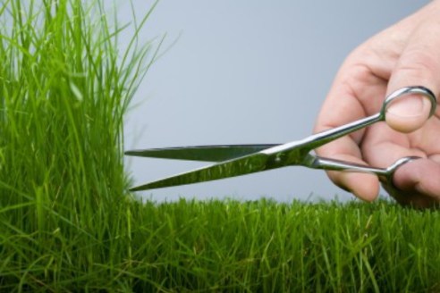 FreshCutGrass