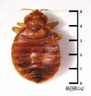 bed-bug-size-