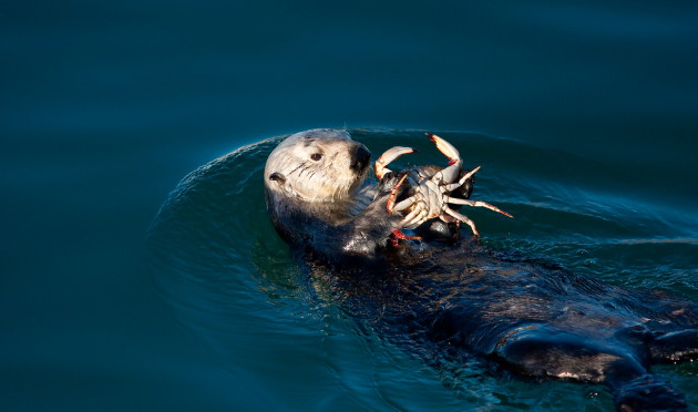 පරිසර පද්ධති
