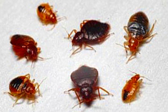 කරදරකාර ඇඳ මකුණා හරිහැටි හඳුනා&nbsp;ගන්න