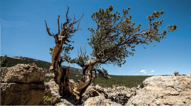 ශාකයක පත‍්‍රවල  බැක්ටීරියා, එම ශාකයට පොහොර&nbsp;සපයයිද?