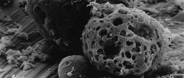 දැලිවලින් සළකුණු වන නව මානව වංශ අනුයුගයක්&nbsp;(Epoch)