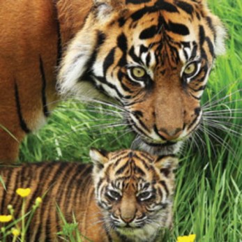 දරුවන් හදා වඩා ගනිද්දී කොටි අම්මාවරුන් අනුගමනය කරන්නේ තරවටු හා දඩුවම් කිරීමේ ක්රමෝපායයි