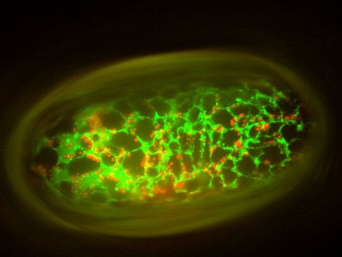 463083-discovering-where-proteins-go