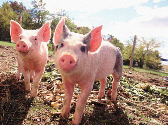 ජාන සියුම්ව සැකසීමෙන් බිහිකෙරෙන සුපිරි&nbsp;සූකරයන්