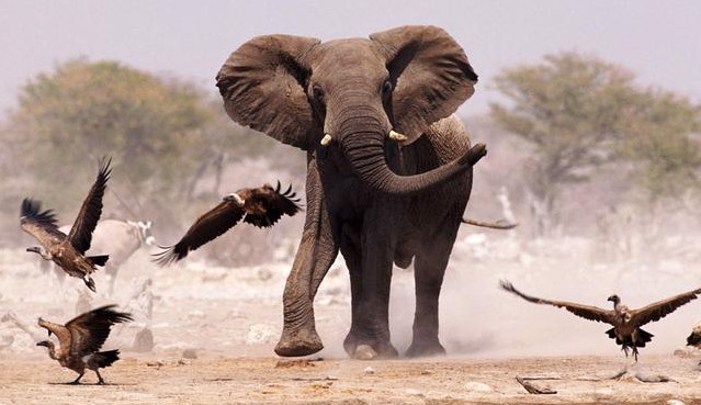 වංශ ජනනය හෙවත් වංශ ප්‍රවේණිය(phylogeny)