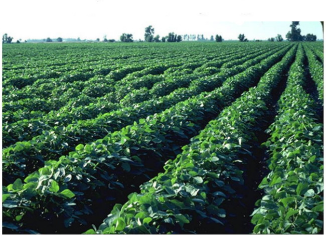 පරිසර හානියක් නොමැති සංවර්ධනය: බ‍්‍රසීලයේ&nbsp;පාඩම