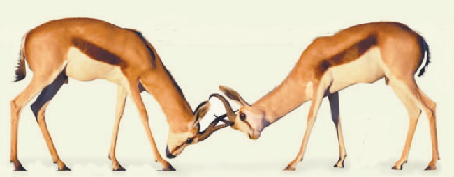 ජීවත් වෙනවාද? මියැදෙනවාද? සම පරිණාමය(Coevolution) ගැන කෙටි&nbsp;හැඳින්වීමක්