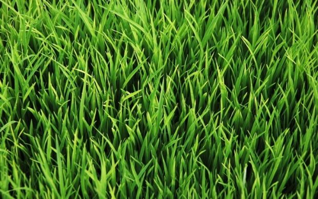 තණ කොළ හරිත වර්ණ ගන්නේ&nbsp;ඇයි?