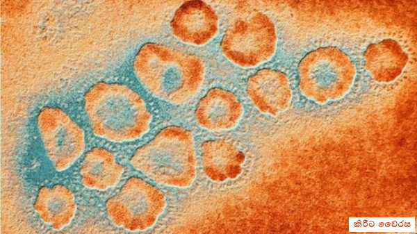 මර්ස් MERS වෛරසයට එරෙහි සාර්ථක&nbsp;වැක්සිනයක්?