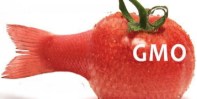 GMO 1