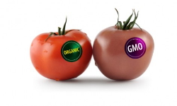 GMO 2