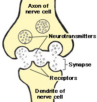 methamphetamines_nervecells