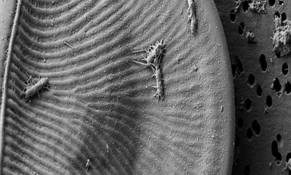 දක්ෂිණ සාගරය තුළ පෝෂණය සදහා ක්ෂුද‍්‍ර ජීවීන් අතර තුන්කොන්&nbsp;සටනක්