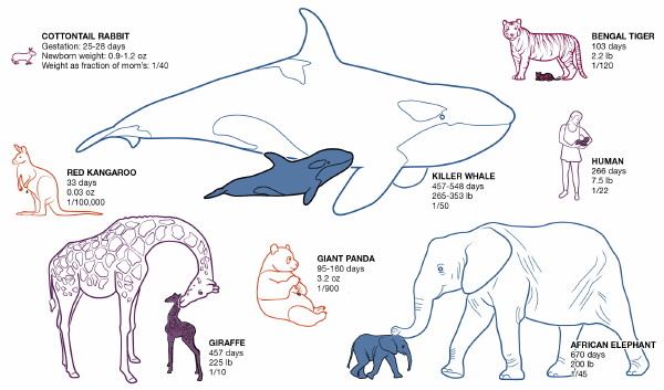 වඩාම විශාල සහ ඉතාම කුඩා පැටව් ඇත්තේ කුමන&nbsp;සතුන්ටද?