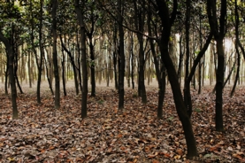 C939387E-422D-405F-A213312D5F0CB401_article