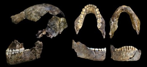 Multiple views of Homo naledi skull and jaw fragments