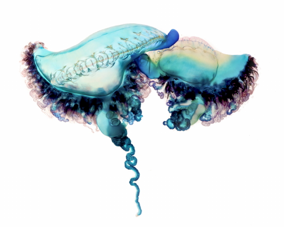 ඉතා කුඩා ජීවින්ගේ මන බඳින&nbsp;ලෝකය