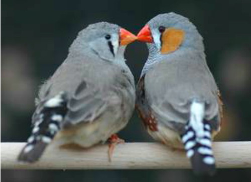 ආලයේ පරිණාමය