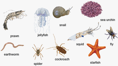invertebrates