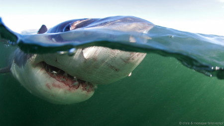 shark 1