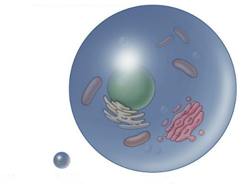 සෛල මෙපමණ කුඩා&nbsp;ඇයි?