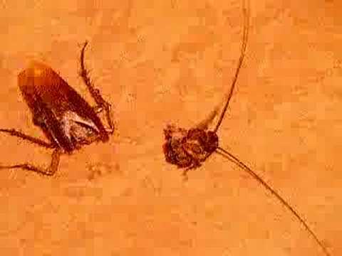 කැරපොත්තෙකුට ඇත්තටම හිස නැතුවත් ජිවත් විය&nbsp;හැකිද?