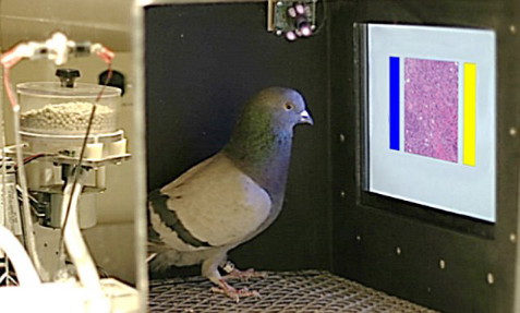 Embargoed to 1800 Wednesday November 18 BEST QUALITY AVAILABLE Undated handout photo issued by the University of California at Davis of a pigeon being trained to screen images of benign and malignant breast tissue by pecking blue or yellow choice buttons in return for a food reward. PRESS ASSOCIATION Photo. Issue date: Wednesday November 18, 2015. A study has found that with the right training, pigeons are as good as humans at spotting signs of breast cancer in biopsy samples and mammogram scans. See PA story SCIENCE Pigeons. Photo credit should read: University of Iowa/Wassermann /PA Wire NOTE TO EDITORS: This handout photo may only be used in for editorial reporting purposes for the contemporaneous illustration of events, things or the people in the image or facts mentioned in the caption. Reuse of the picture may require further permission from the copyright holder.