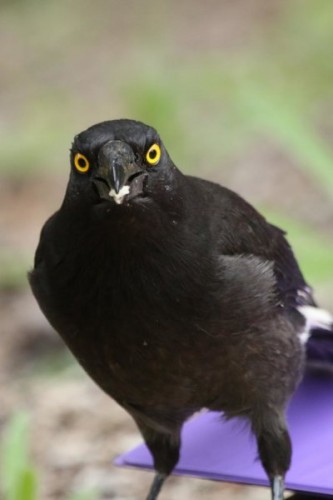 උපායෙන් විලෝපියන් රවටන පුංචි&nbsp;කුරුල්ලෙක්