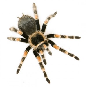 tarantula-spider-edited